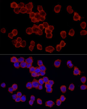 RPS18 antibody