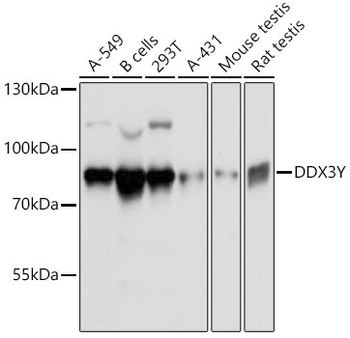 DDX3Y antibody