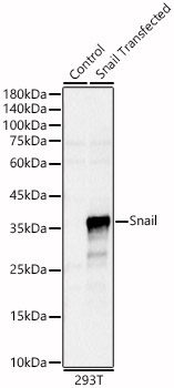 SNAI1 antibody