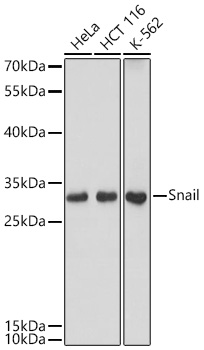 SNAI1 antibody