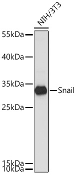 SNAI1 antibody