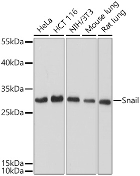 SNAI1 antibody