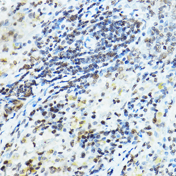 SNAI1 antibody