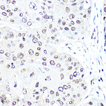 SNAI1 antibody