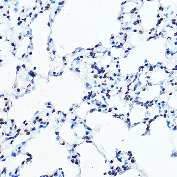 SNAI1 antibody