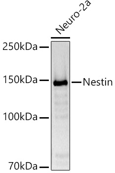 NES antibody