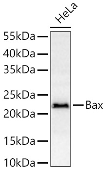 BAX antibody