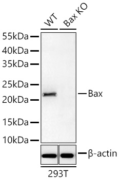 BAX antibody