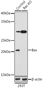 BAX antibody