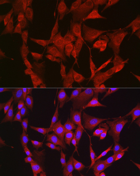 BAX antibody