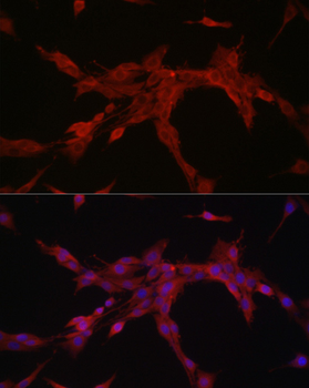 BAX antibody