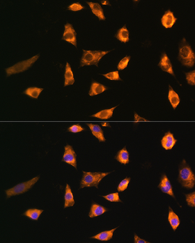 SPRR3 antibody