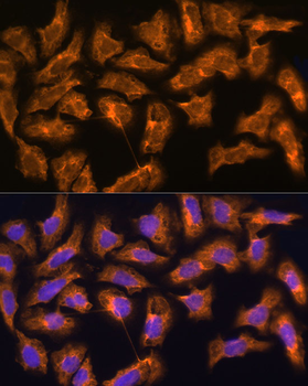 SPRR3 antibody