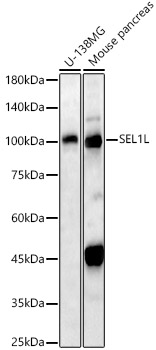 SEL1L antibody