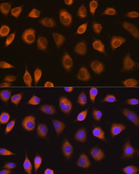 SEL1L antibody