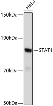 STAT1 antibody