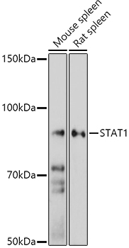 STAT1 antibody