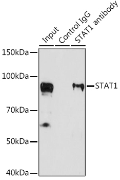 STAT1 antibody