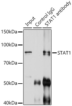 STAT1 antibody