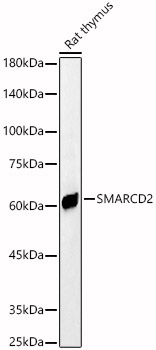 SMARCD2 antibody