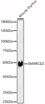 SMARCD2 antibody