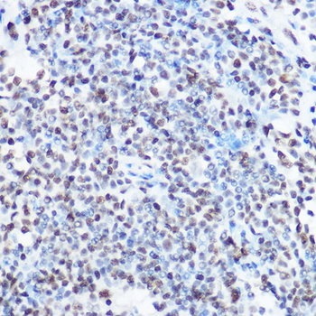 SART3 antibody