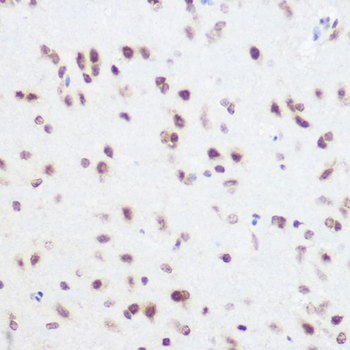 SART3 antibody