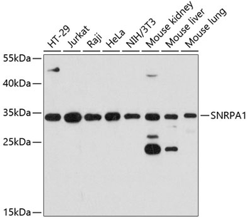 SNRPA1 antibody