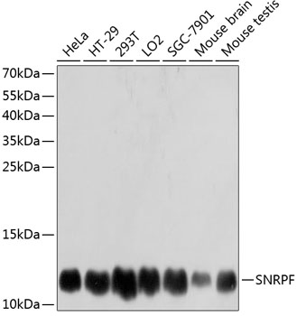 SNRPF antibody