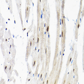 SNRPF antibody