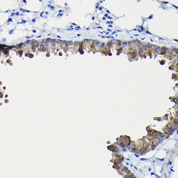 FUCA2 antibody