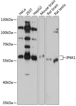 IP6K1 antibody