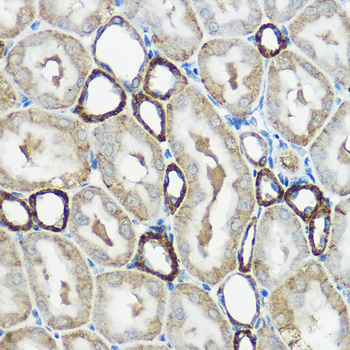 IP6K1 antibody