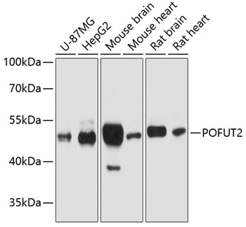 POFUT2 antibody