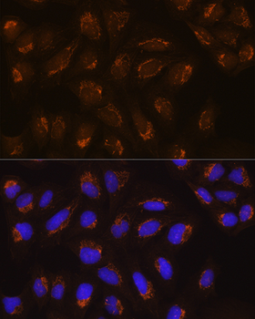 POFUT2 antibody