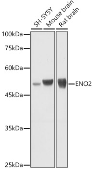 ENO2 antibody