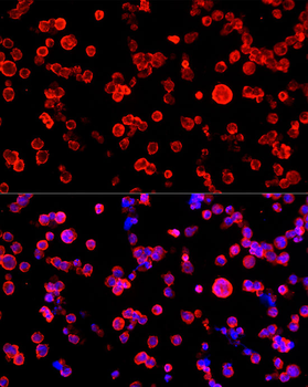 ENO2 antibody