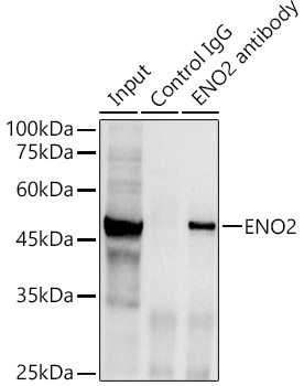 ENO2 antibody