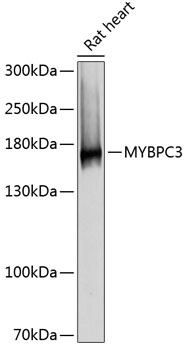 MYBPC3 antibody