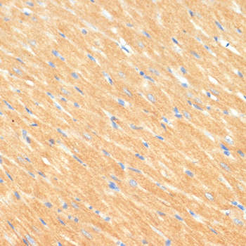 MYBPC3 antibody