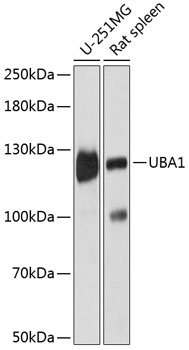 UBA1 antibody