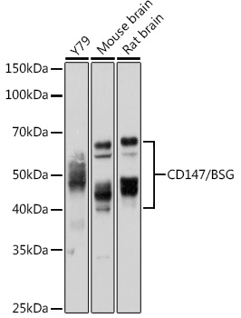 BSG antibody