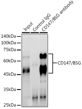 BSG antibody