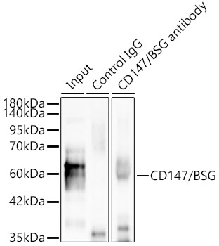 BSG antibody