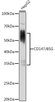 BSG antibody