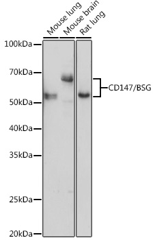 BSG antibody