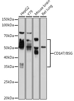 BSG antibody