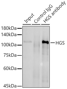 HGS antibody