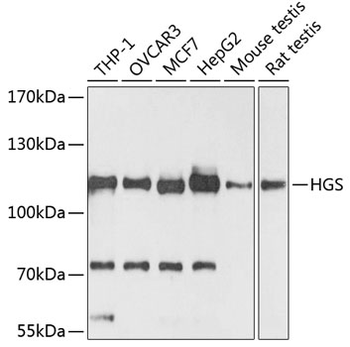 HGS antibody