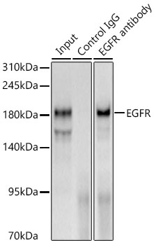 EGFR antibody